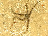 ������� ����