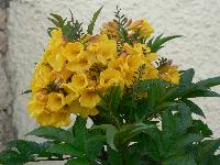 ������� �����