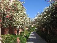 ������ ���