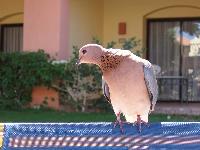 Iberotel Makadi Saraya 5*