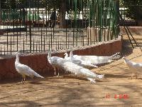 �������� �������