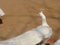 �������� �������