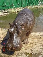 �������� �������