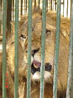 �������� �������