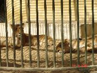 �������� �������