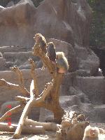 �������� �������