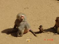 �������� �������