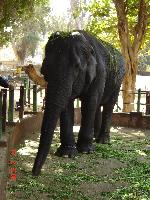 �������� �������