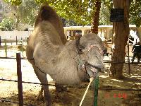 �������� �������