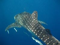 ���� 2008�.