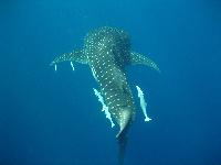 ���� 2008�.