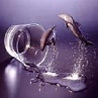 ��� ��������