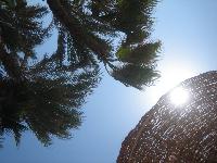 ������ ������