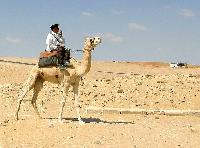 � ������