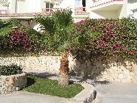 ������ ����� ���