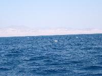 ������� ����