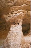 T-Rex - ������� ������