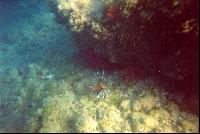 ��������-�����