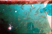 ������� ����� ����������