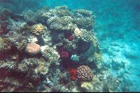 ����� �������� �������