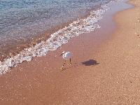 Sofitel ����-���-���� ������ 2004