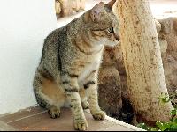 ���������� �����... �� �����������:)