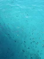 001 - ���� � �������� "����������� ������ �����������"