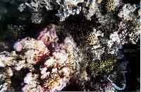 ���������� ������