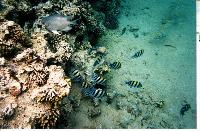 ���� ��������� �����