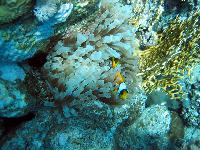 ����� �����