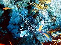 ���� ��������