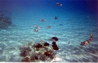 ���� ������