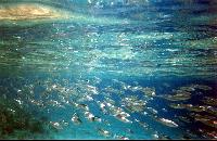 ���� (��������)