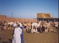 #7_Camel_market