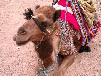 ������ �������