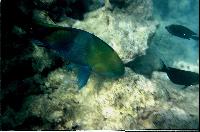 ��� ��������