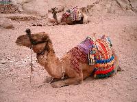 ������� ������� ��������