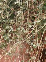 ���������� ������