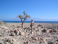 ��� �����