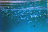 ������� ���� ���