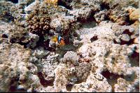 ����� ����� ��������