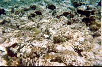 ������� �����