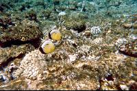 ����� �������