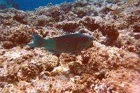 ������ �������