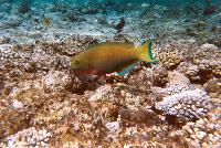 ������ �������