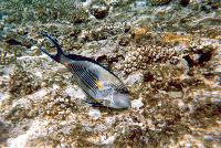 ����� �������� ����