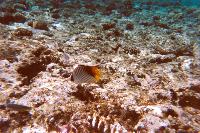 ��� ���� ����� �������