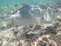 ������� ��� :)