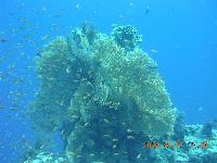 ������ ������� ������