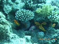 ������� �����